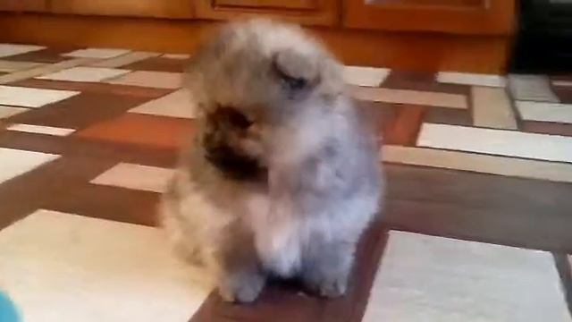 VID 20161129 WA0005 смотреть онлайн