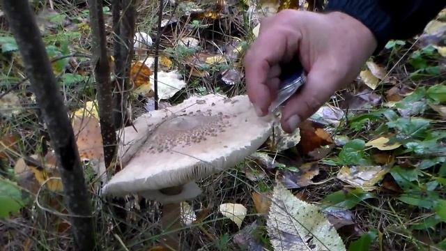 съедобные грибы - гриб зонтик смотреть онлайн