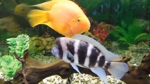 Срок службы аквариума.Потек аквариум.Печальный опыт.