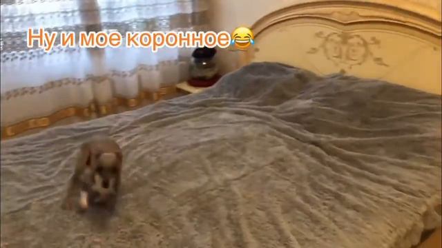 Смешная маленькая собака. Часть 2 Брюлик жжет. #Funny little dog смотреть онлайн