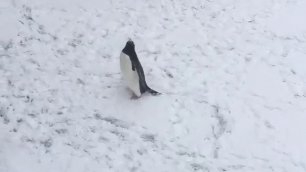 Реакция пингвина на снег