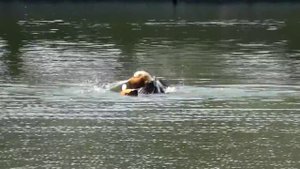 Огари в Москве / Ruddy Shelducks