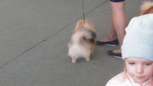 немецкий миниатюрный шпиц, цвергшпиц, видео с выставки собак