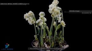 Timelapse narcissus Bridal Crown