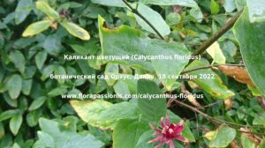 Каликант цветущий (Calycanthus floridus), ботанический сад Орхус, Дания