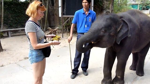 Слоненка кормят бананами смотреть онлайн