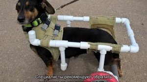 Инвалидная коляска для собак для задних конечностей