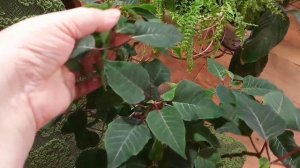 Лимонная плесень.Стрелиция.Пуансетии, орхидеи.