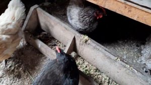 Зеленое яйцо доминантов, что получилось...