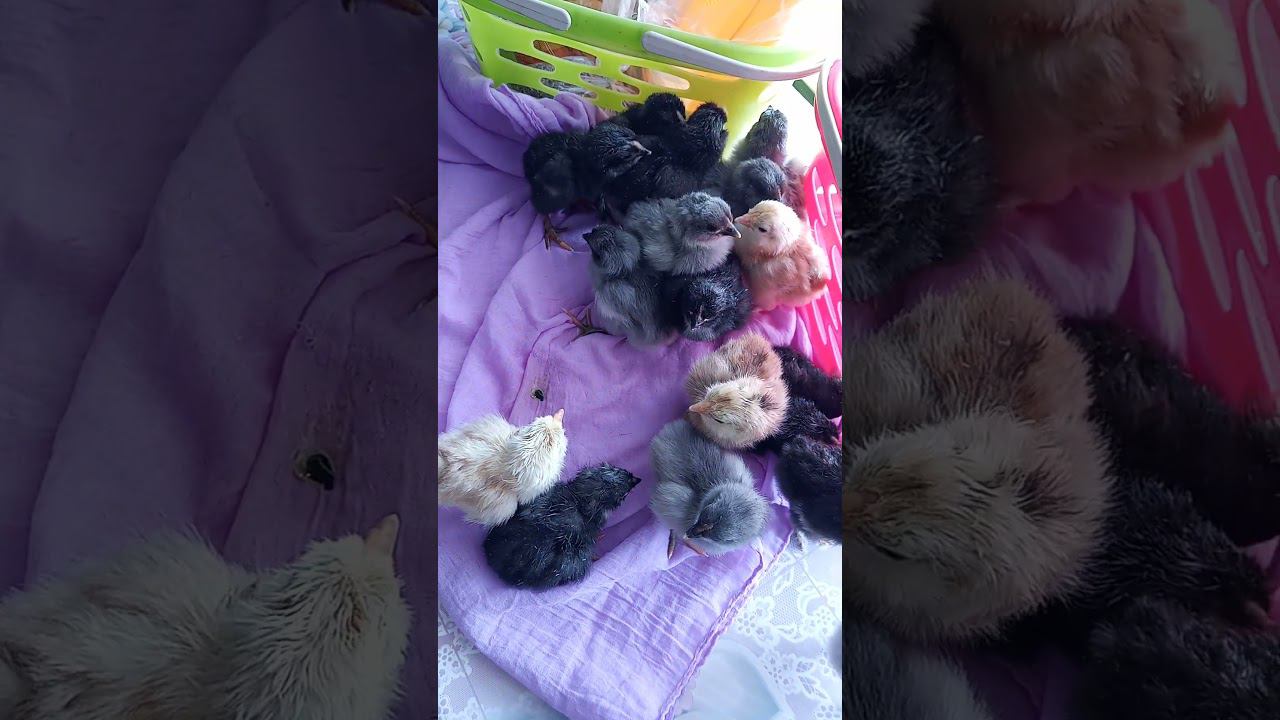 Цыплята из зелёного яйца  #курица #куры #яйцо #курятник #курынесушки