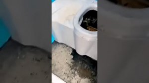 Спрятался в туалете