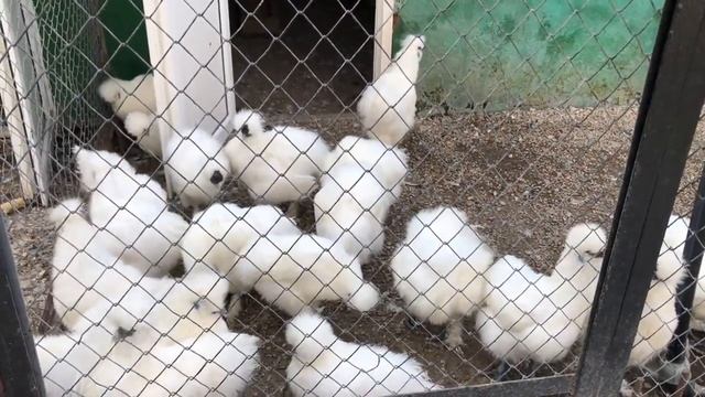 Белоснежные птицы в Тайгане! смотреть онлайн