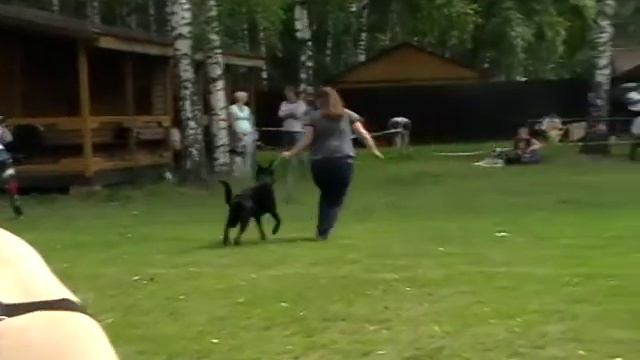 MOV019 Суки щенки смотреть онлайн