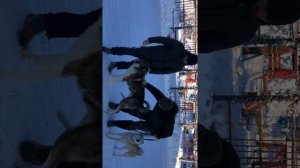 Гигантская западно-сибирская лайка