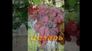 ВИНОГРАД РИМСКИЙ РУБИНОВЫЙ И ЦЕЗАРЬ