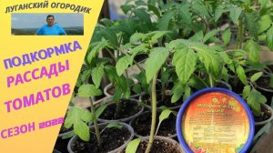 Подкормка рассады томатов для утолщения стебля и улучшения иммунитета.