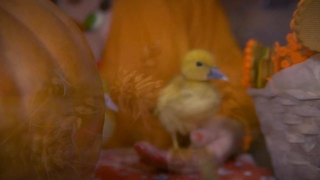 Ритуалы на богатство смотреть онлайн