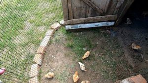 Ловушка для кузнечиков и прочей живности