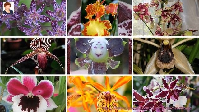 УДИВИТЕЛЬНЫЕ И РЕДКИЕ ОРХИДЕИ (Orchids)