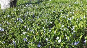 БАРВИНОК  МАЛЫЙ       2017 год