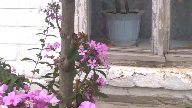 Колибри в Нижегородской области