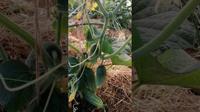 ОГУРЕЦ ТРИЛОДЖИ Ф1 ВАЦАП ДЛЯ ЗАКАЗА КАТАЛОГА 89152458159 ПИСЬМЕННО смотреть онлайн