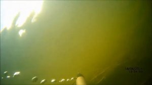 подводная охота на белого амура