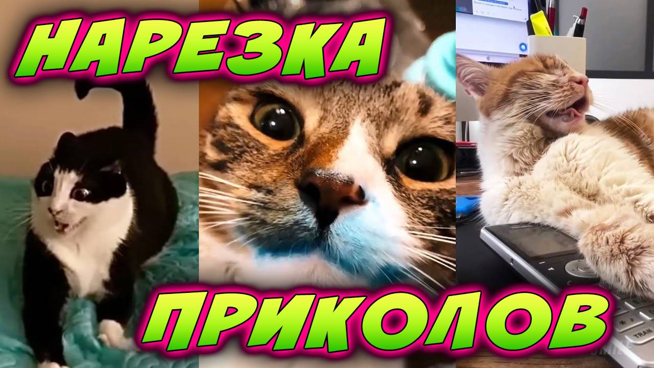 🛑 НАРЕЗКА ЛУЧШИХ СМЕШНЫХ ПРИКОЛОВ | #2 | забавный юмор, смешные животные