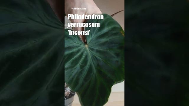 Филодендрон веррукозум 'Инценси' (Philodendron verrucosum 'Incensi')