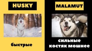 хаски и маламут в чем отличия разница между хаски и маламутом#indigomoonlight,