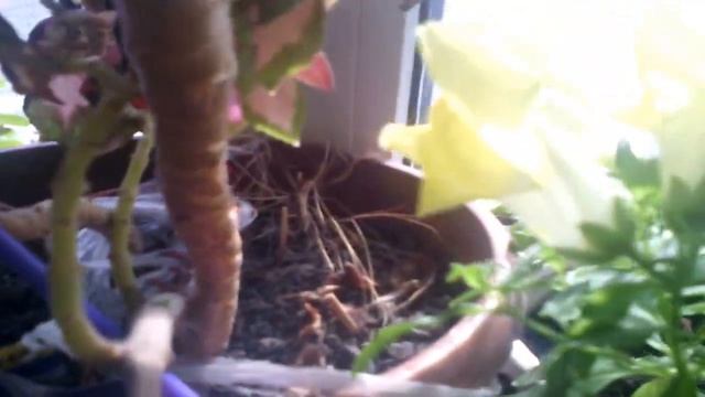 оладьи пекём и цветы собераем смотреть онлайн