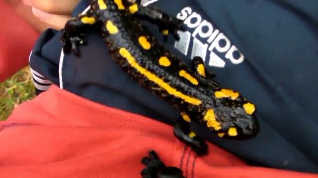 Огненная саламандра (Salamandra Salamandra)