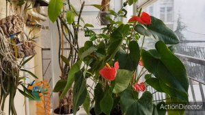 Антуриум-(МОЙ)Уход?Полив,Удобрения,Свет,Температуры.