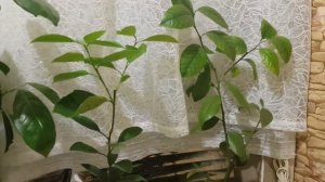 Мои цитрусы, уход, полив, подкормки.