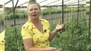 Когда не стоит обрывать нижние листья на томатах