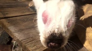 Как выглядит миксоматоз у кроликов | мобильный кролик | арболитич