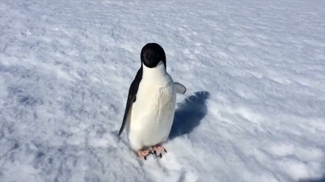 Экспедиция/ Пингвины и люди. Русский север смотреть онлайн