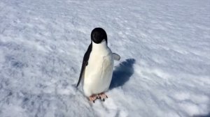 Экспедиция/ Пингвины и люди. Русский север