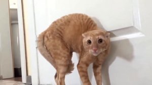 КОТЫ ПУГАЮТСЯ ЖЕСТЬ))) 2018