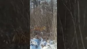 Тигр в дикой природе.