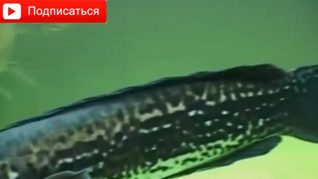 САМЫЕ ОПАСНЫЕ ОБИТАТЕЛИ МОРЕЙ И ОКЕАНОВ