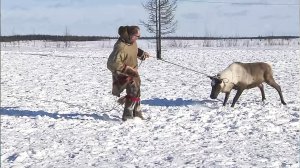 Как готовятся к соревнованиям кочевники Севера | Северный колорит