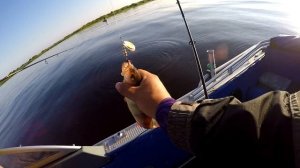 Ловля окуня на блесны и воблера. Утряна на озере Ильмень. Rigge 56 ,Crackjack 58 ,Pontoon21.