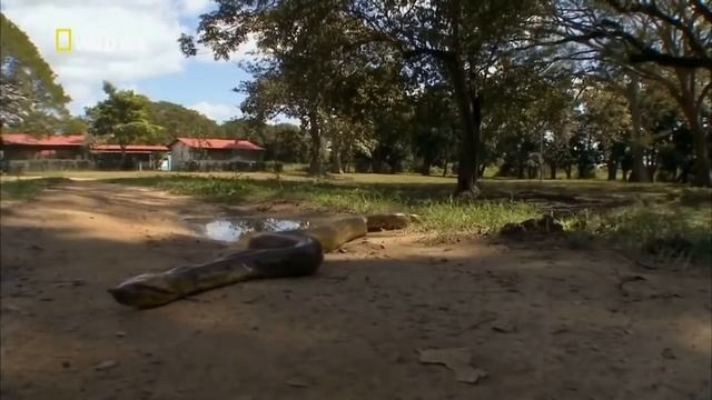 РАССКАЗ О АНАКОНДЕ смотреть онлайн