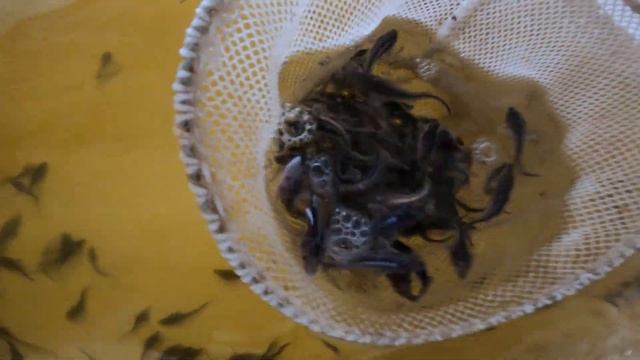 УЗВ / Пересадка осетра смотреть онлайн