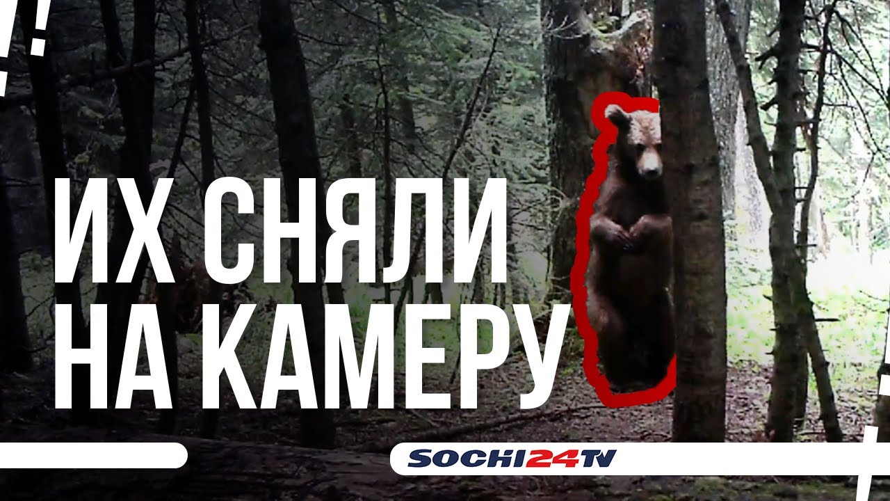 КАКИЕ ЗВЕРИ ЖИВУТ В ОКРЕСТНОСТЯХ СОЧИ?