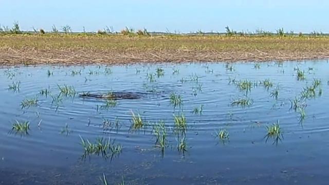 Нерест Сазана