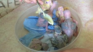 Выкармливание птенцов попугаев , ожереловые, Корелла, волнистые чехи