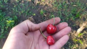 сорт черешні "Меркант"