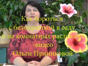 Как бороться с белокрылкой в саду и на комнатных растениях - видео Ольги Пряниковой